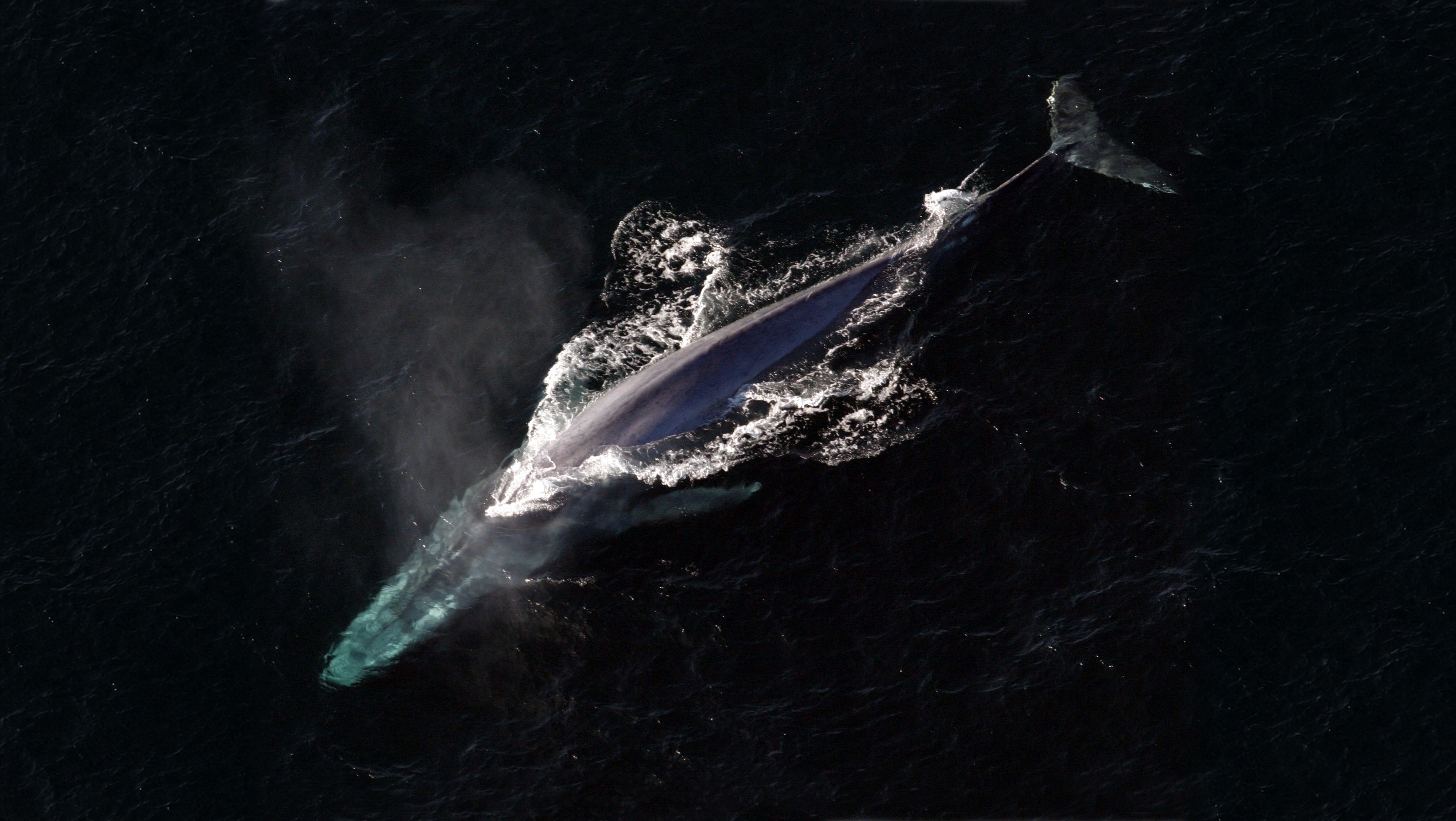 Blue whale swimming just below the surface of the open ocean