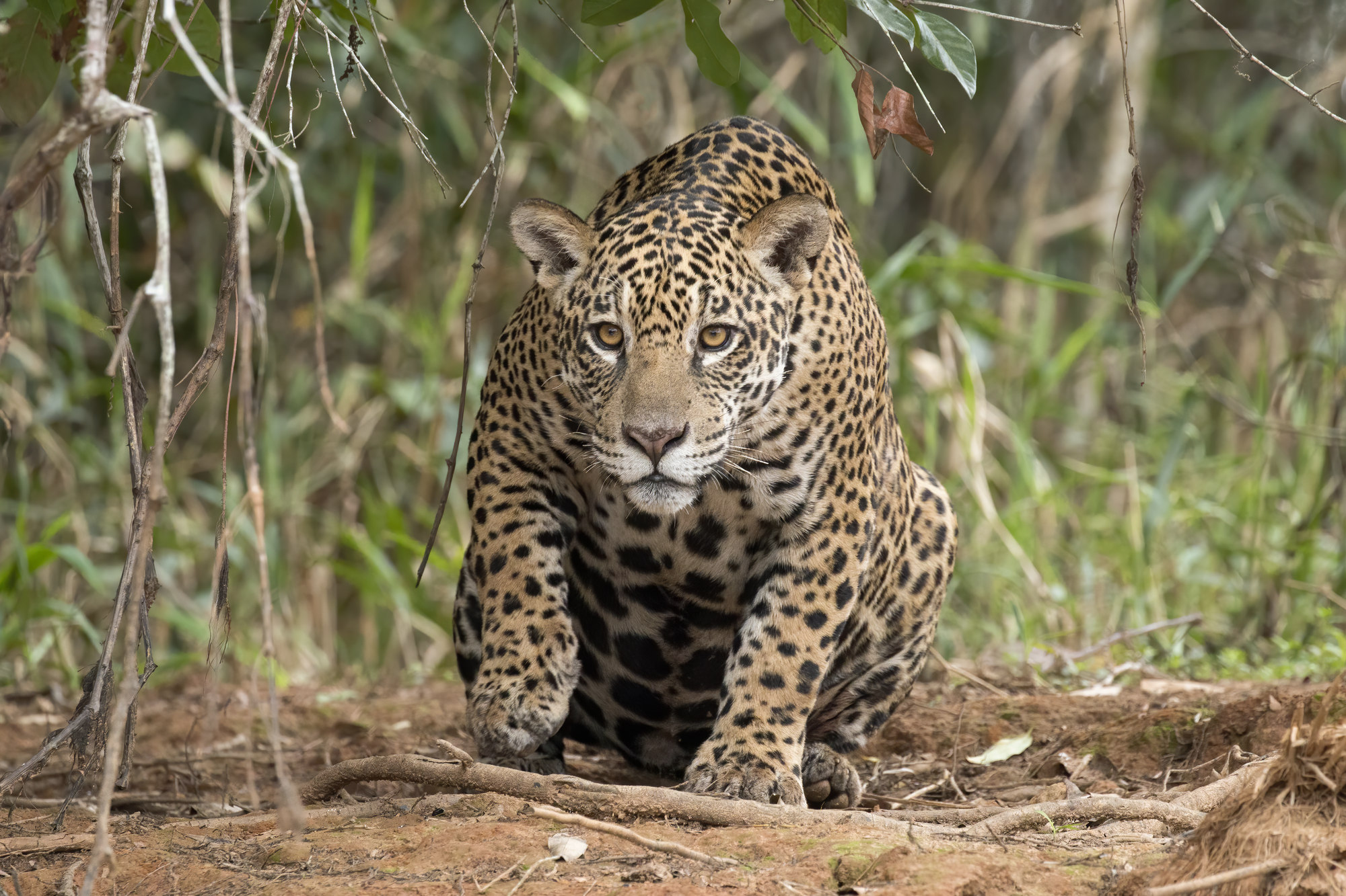 Jaguar walking through dense rainforest undergrowth